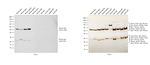 Mouse IgG (H+L) Secondary Antibody in Western Blot (WB)