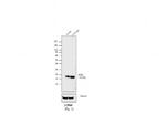Chicken anti-Mouse IgG Fab Secondary Antibody, Biotin