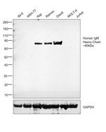 Chicken anti-Human IgM Secondary Antibody, HRP