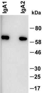 Mouse anti-Human IgA Secondary Antibody