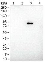 Mouse anti-Human IgM Secondary Antibody
