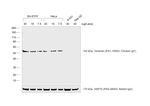 Rabbit anti-Chicken IgY (H+L) Secondary Antibody, HRP
