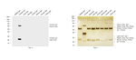 Chicken IgY (H+L) Secondary Antibody in Western Blot (WB)
