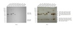 Human IgG (H+L) Secondary Antibody