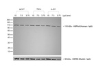 Human IgG (H+L) Secondary Antibody in Western Blot (WB)