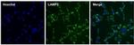 Goat anti-Rat IgG (H+L) Cross-Adsorbed Secondary Antibody, DyLight™ 488