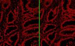 Rabbit IgG (H+L) Cross-Adsorbed Secondary Antibody in Immunohistochemistry (Paraffin) (IHC (P))