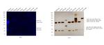 Rabbit IgG (H+L) Cross-Adsorbed Secondary Antibody in Western Blot (WB)