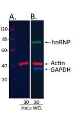 Rabbit IgG (H+L) Cross-Adsorbed Secondary Antibody in Western Blot (WB)