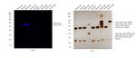 Sheep IgG (H+L) Cross-Adsorbed Secondary Antibody in Western Blot (WB)