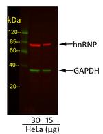 Rabbit anti-Goat IgG (H+L) Cross-Adsorbed Secondary Antibody, DyLight™ 800