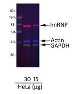 Donkey anti-Goat IgG (H+L) Cross-Adsorbed Secondary Antibody, DyLight™ 680