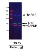 Donkey anti-Goat IgG (H+L) Cross-Adsorbed Secondary Antibody, DyLight™ 800