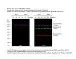 Human IgG (H+L) Cross-Adsorbed Secondary Antibody in Western Blot (WB)