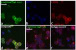 Human IgG (H+L) Cross-Adsorbed Secondary Antibody in Immunocytochemistry (ICC/IF)