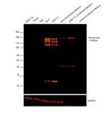 Human IgG (H+L) Cross-Adsorbed Secondary Antibody
