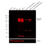 Donkey anti-Human IgG (H+L) Cross-Adsorbed Secondary Antibody, DyLight™ 650