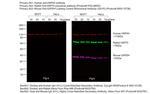 Human IgG (H+L) Cross-Adsorbed Secondary Antibody in Western Blot (WB)