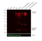 Human IgG (H+L) Cross-Adsorbed Secondary Antibody in Western Blot (WB)