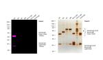 Human IgG (H+L) Cross-Adsorbed Secondary Antibody in Western Blot (WB)