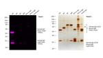 Human IgG (H+L) Cross-Adsorbed Secondary Antibody in Western Blot (WB)