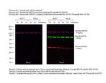Human IgG (H+L) Cross-Adsorbed Secondary Antibody in Western Blot (WB)
