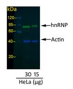 Donkey anti-Mouse IgG (H+L) Cross-Adsorbed Secondary Antibody, DyLight™ 800