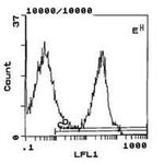 Mouse anti-Rat Kappa Light Chain Secondary Antibody, FITC