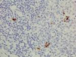 Rabbit anti-Human IgG3 Recombinant Secondary Antibody