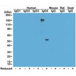 Human IgG4 Secondary Antibody in Western Blot (WB)
