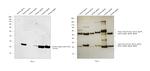 Human Kappa Light Chain Secondary Antibody