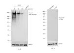 Human Kappa Light Chain Secondary Antibody in Western Blot (WB)