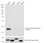 Human Lambda Light Chain Secondary Antibody