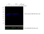 Rabbit anti-Mouse IgG Fc Recombinant Secondary Antibody
