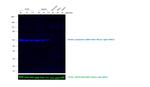 Mouse IgG1 Secondary Antibody in Western Blot (WB)