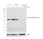 Rabbit anti-Mouse Kappa Light Chain Recombinant Secondary Antibody