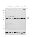 Rabbit anti-Mouse IgA Recombinant Secondary Antibody