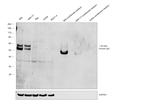 Human IgG (Heavy chain) Secondary Antibody in Western Blot (WB)