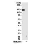 Goat anti-Rabbit IgG Fc Recombinant Secondary Antibody