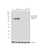Goat anti-Human IgM Secondary Antibody, HRP