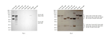 Human IgM Secondary Antibody in Western Blot (WB)