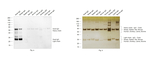 Goat IgG (H+L) Secondary Antibody in Western Blot (WB)