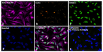 Mouse IgG2a Secondary Antibody in Immunocytochemistry (ICC/IF)