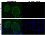 Mouse IgG2a Secondary Antibody in Immunohistochemistry (Paraffin) (IHC (P))
