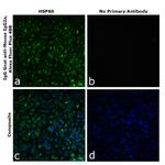 Goat anti-Mouse IgG2a Superclonal™ Secondary Antibody, Alexa Fluor™ Plus 488