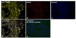 Goat anti-Mouse IgG2a Superclonal™ Secondary Antibody, Alexa Fluor™ Plus 647