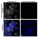 Goat anti-Mouse IgG2a Superclonal™ Secondary Antibody, Alexa Fluor™ Plus 750