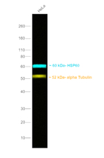 Mouse IgG2a Secondary Antibody in Western Blot (WB)
