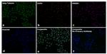 Goat anti-Mouse IgG2b Recombinant Secondary Antibody, Alexa Fluor™ Plus 647
