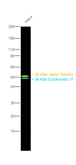 Mouse IgG2b Secondary Antibody in Western Blot (WB)